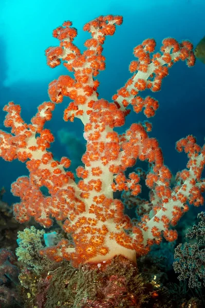 Luminoso Corallo Morbido Simile Albero Del Genere Dendronephthya Colore Arancione — Foto Stock