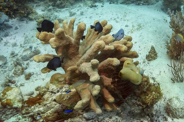 Unico Corallo Solido Colore Marrone Beige Con Suoi Abitanti Sullo — Foto Stock