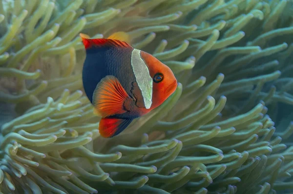 Anemone fish with its anemone, has a very bright color. A dark body with an orange-red head and fins and a wide vertical light stripe behind the eyes. Philippines.