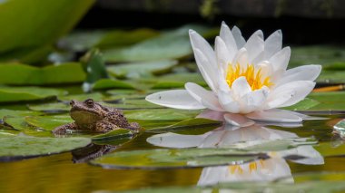Parlak merkezli güzel beyaz bir nilüfer ve yanında büyük gözlü kahverengi bir kurbağa gölün karanlık sularına yansıyor. Etraflarını saran büyük yeşil yapraklar..