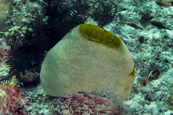 Karanlık deniz zambağının yanındaki mercan resifinde fıçı şeklinde yeşil bir sünger. Su altı fotoğrafçılığı. Seyşeller.