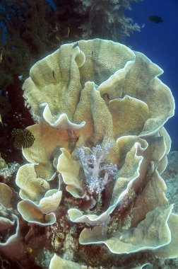 Mercan resifleri farklı şekillerde ve mercan dokularıyla, suyun mavi zemininde. Ön planda sarı renkli büyük sert bir mercan tabakası var, ortasında yumuşak gri bir mercan var. Filipinler