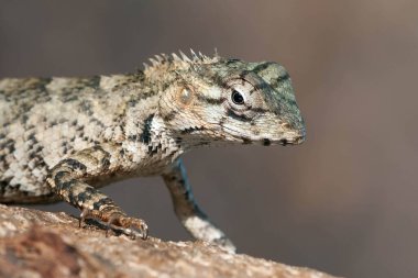 Sri Lanka 'daki ulusal bir parkta bir kertenkelenin yakın çekimi. Küçük boyutuna rağmen pençeleri çok etkileyici..