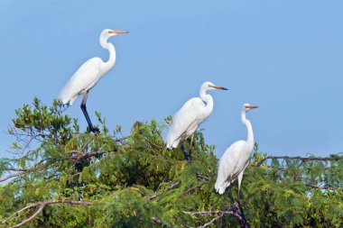 Kar beyazı tüylü balıkçıllar mavi gökyüzüne karşı uzun bir akasya ağacında otururlar. Sri Lanka Ulusal Parkı