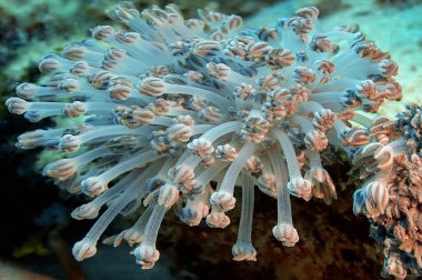 Mercan resiflerindeki yumuşak mercan Xeniidiae dokunaçlarını kıvırıyordu. Su altı fotoğrafçılığı. Filipinler