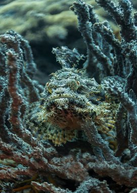 Resif akrep balığı tespit edilip yaklaşılsa bile hareketsiz kalır. Saklandı ve avını bekledi..