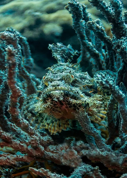 Resif akrep balığı tespit edilip yaklaşılsa bile hareketsiz kalır. Saklandı ve avını bekledi..