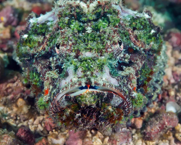 Taş balık, mercan resifinde pusuya yatmış, avını bekliyordu. Bir scoprionfish 'in başına yakın çekim (taşbalığı). Sualtı fotoğrafçılığı, Filipinler.