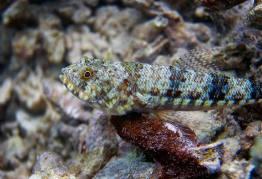 The lizardfish lies on top of the corall, almost blending in with its surroundings. A long, narrow body, a small head with a large mouth armed with sharp teeth.