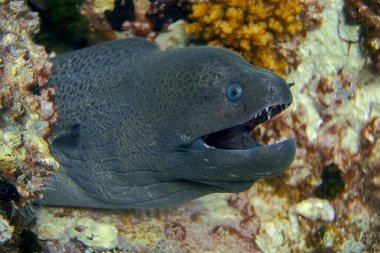 The head of a giant Moray eel that opened its mouth with sharp teeth. Moray eels are mostly reef dwellers who live hidden in burrows and crevices if they are not disturbed.