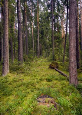 The nature of Russia. Dense coniferous forest, many old fallen trees, the ground is covered with moss, ferns and other grasses.