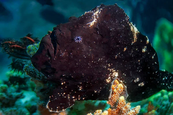 Black Frogfish Crawling Coral Waits Its Prey Its Mouth Open — Zdjęcie stockowe