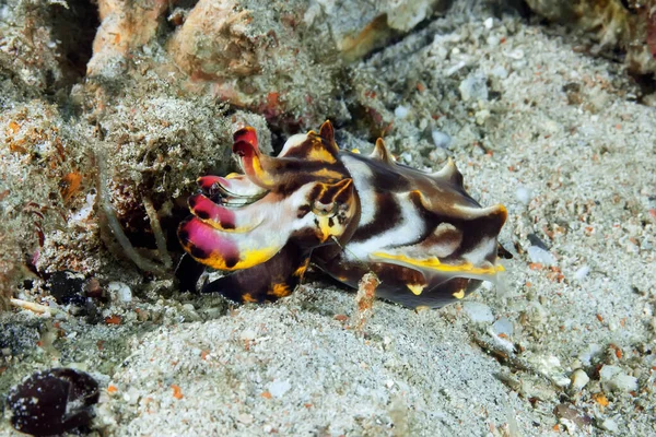Flamboyant Cuttlefish Metasepia Pfefferi Walking Sand Small Very Poisonous Underwater — Stock Photo, Image