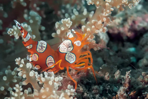 Colorful Squat Shrimp Dancing Shrimp Coral Reef Underwater Photography — Stock Photo, Image