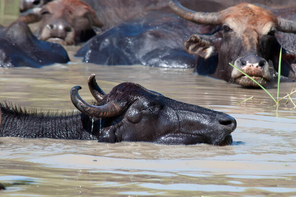 The Buffalo hides in the water from the heat, takes his favorite mud bath. Sri lanka.
