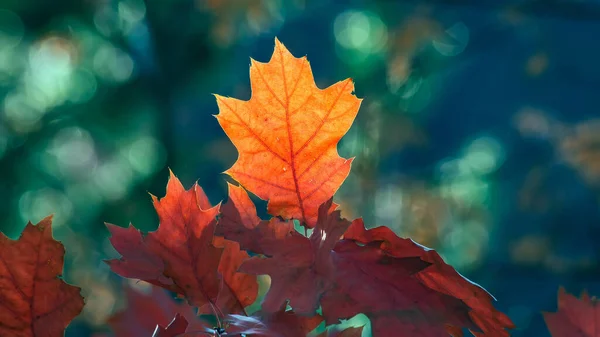 Podzimní Slunečný Den Listy Červeného Dubu Ozářeného Sluncem Proti Modré — Stock fotografie