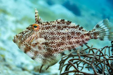 Tüylü kuyruklu Filefish kahverengimsi, koyu benekli ve tüm vücudunda kahverengi, sarı, mavi renkli bezelyeler var. Bu tür çok iyi kamufle edilmiştir. Malezya