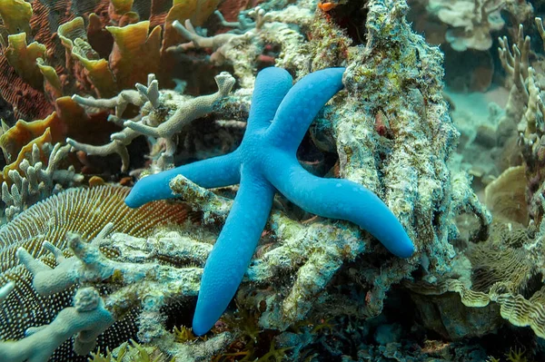 Estrela Mar Azul Linckia Recife Coral Com Diferentes Formas Corais — Fotografia de Stock