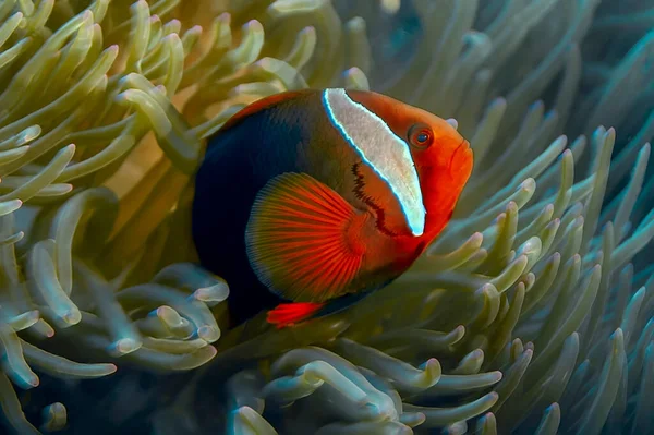 Bridled anemone fish in an olive anemone with pink tips. The body is bright red, suffused with black, the fins are also red, a white vertical wide stripe behind the eyes.
