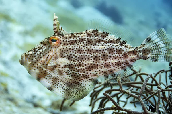 Bristle Tail Filefish Brownish Color Darker Spots Peas Brown Yellow — Stock Photo, Image