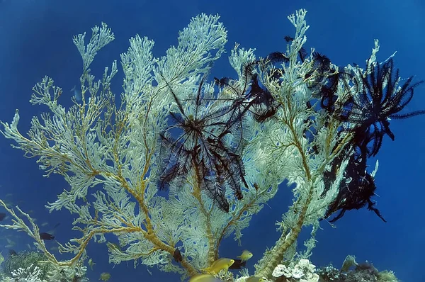 Gorgonaria- a sea fan light-colored  with dark sea lilies attached to it. On the background of blue water. Philippines