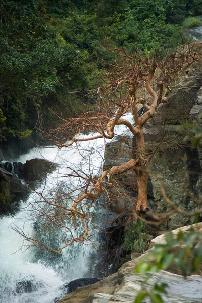 斯里兰卡山区岩石之间的水流 前面是一棵枯树 — 图库照片