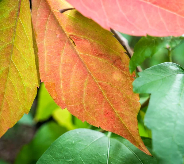 赤黄色と緑の葉 — ストック写真