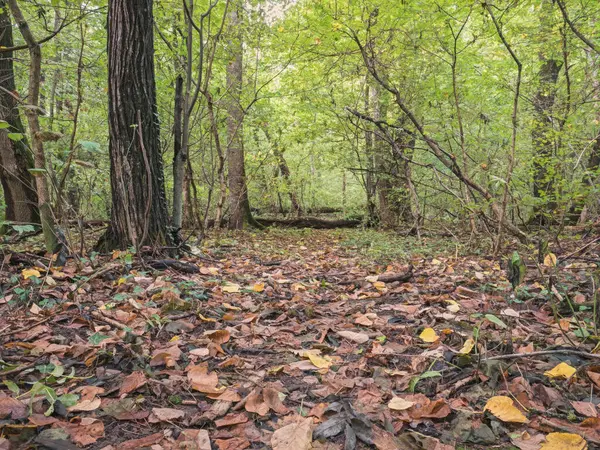 Hermoso Paisaje Del Bosque Otoñal Con Una Alfombra Color Amarillo — Foto de Stock