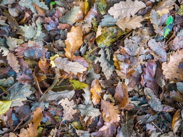 Yerde Birçok Renkli Yaprak Var Ormanda Düşmüş Sarı Yapraklardan Bir — Stok fotoğraf