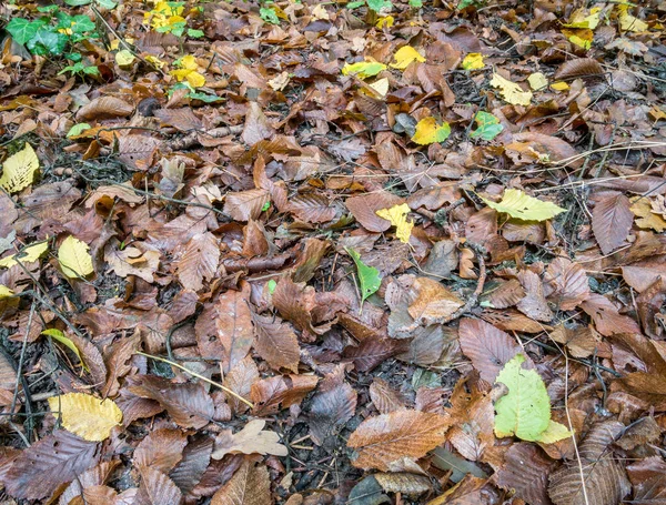 Many Colored Leaves Ground Carpet Fallen Yellow Leaves Forest — Stock Photo, Image