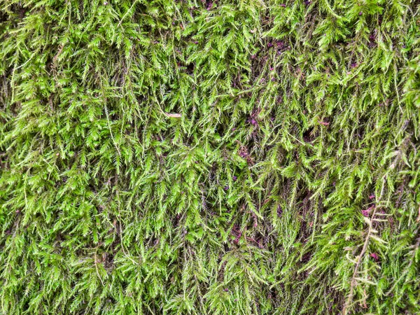 Cerca Con Musgo Verde Natural Árbol Corteza —  Fotos de Stock