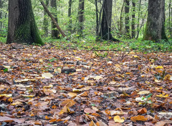 Sok Színes Levél Van Földön Lehullott Sárga Levelek Szőnyege Erdőben — Stock Fotó