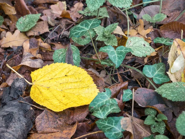 地面にはたくさんの色の葉があります 黄色の葉に焦点を当てた落ち葉のカーペット — ストック写真
