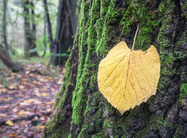 緑の苔で覆われた樹皮に単一の孤立した黄色の葉 — ストック写真