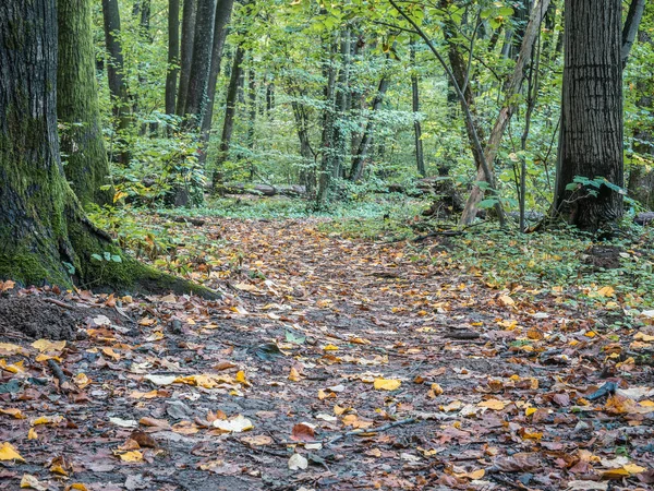 Sétaút Erdőben Sárga Levelekkel Borítva Őszi Táj Erdőben — Stock Fotó
