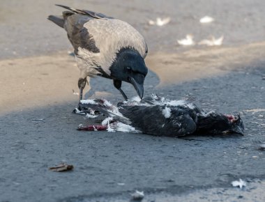 Corvus Cornix veya Kukuletalı Karga vahşi bir güvercin (Columba livia domestica).
