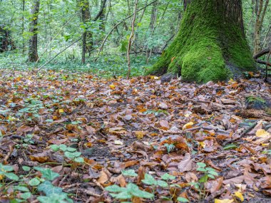 Romanya 'nın Bükreş kenti yakınlarındaki Baneasa Ormanı' nda, düşen sarı ve kahverengi yapraklardan ve taze yeşil yosunlu ağaçlardan oluşan güzel bir sonbahar ormanı.