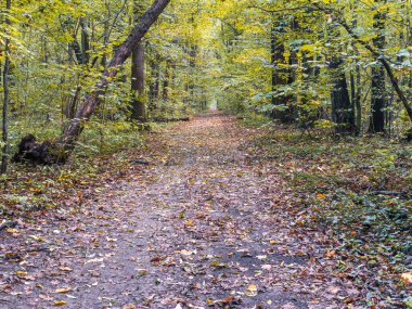 Ormandaki patika sarı yapraklarla kaplı. Ormanda sonbahar manzarası.