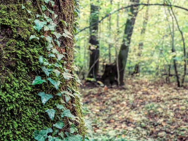 森の木の樹皮に緑のアイビーの葉と苔 — ストック写真