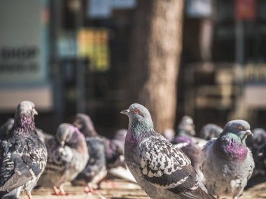 Şehirdeki kaldırımda bir sürü yabani güvercin var.