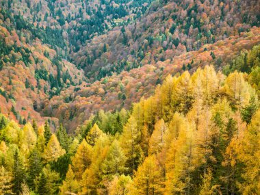 Romanya 'nın Karpat Dağları' ndaki renkli sonbahar manzarası. Sonbahar orman manzarası