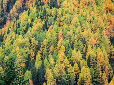 Romanya 'nın Karpat Dağları' ndaki renkli sonbahar manzarası. Sonbahar orman manzarası
