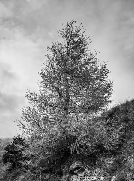 Black and white picture of a lonely pine tree in the mountains.