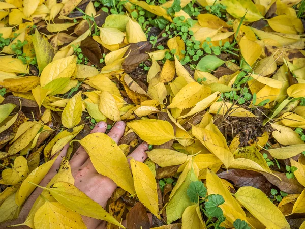 黄色の葉で覆われた地面に手 — ストック写真