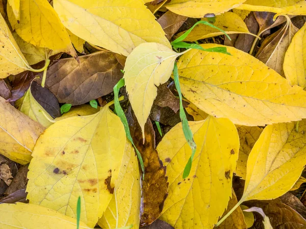 Yerde Sarı Yapraklardan Oluşan Renkli Sonbahar Halısı — Stok fotoğraf
