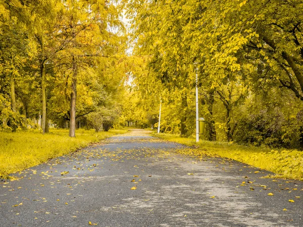 Herbstlandschaft Einem Leeren Park Bukarest Rumänien — Stockfoto