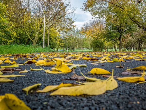 公園内のアスファルトや舗装路にはオレンジと黄色の葉のカーペット — ストック写真