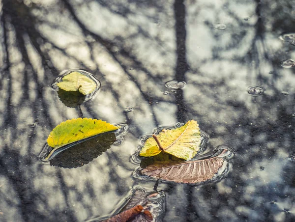 Feuilles Jaunes Surface Eau Dans Parc Paysages Automne — Photo