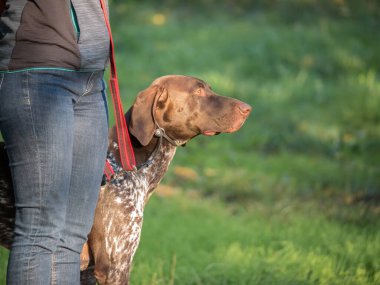 Alman Shorthair 'ini gezdiren kadın parkta Pointer köpeğini gezdirdi..