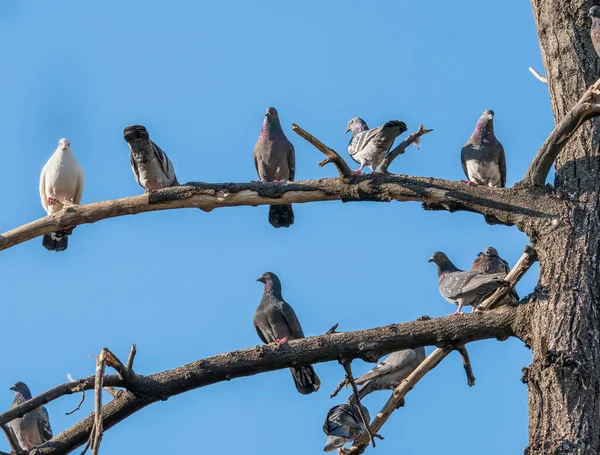 Viele Wilde Tauben Sitzen Auf Den Ästen Eines Baumes — Stockfoto